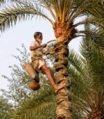 Khejur Gur (খেজুরের দানাদার গুড়) - Image 3